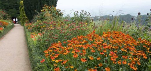 Flower Borders