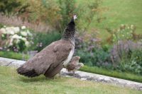 Peahen and Chicks