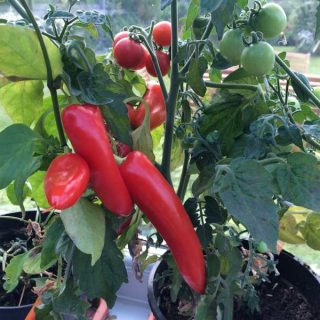 Ripening Reds