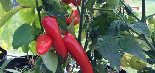 Ripening Reds