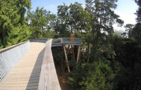 Treetops