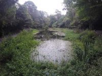 Woodland Ponds