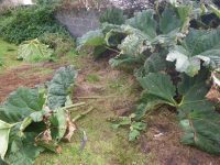 Gunnera