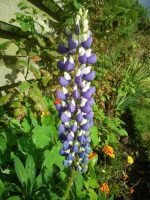 Lupin