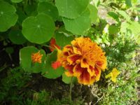 Marigold