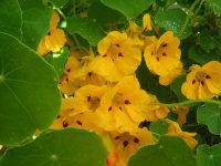 Nasturtiums