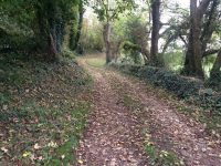 Autumnal Paths