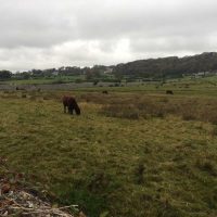 Cattle in the fields