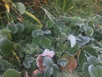 Frost