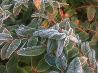 Frosty Foliage