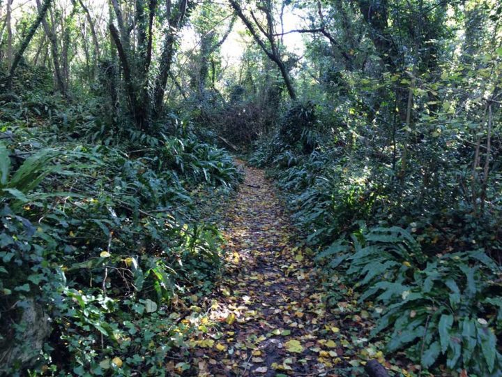 Jungle-like