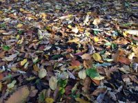 Leaves