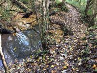 Forest Trails