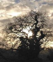 Oak Tree