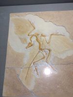 Archaeopteryx