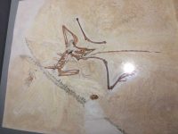 The first Solnhofen specimen