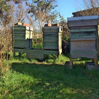 Bee Hives