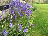 Bluebells