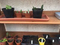 Cuttings in the lean-to
