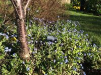 Forget-me-Nots