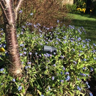 Forget-me-Nots
