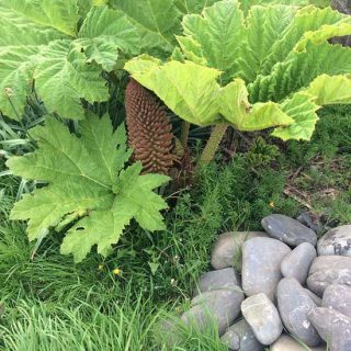 Gunnera