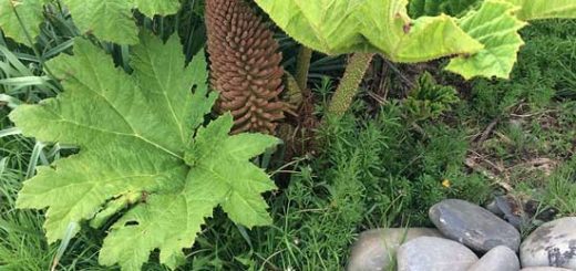 Gunnera