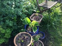 Hostas