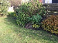 Hydrangea, Spirea and Lovage