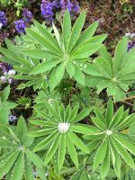 Lupins