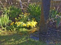 Marsh Marigolds
