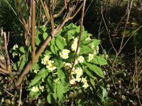 Primroses
