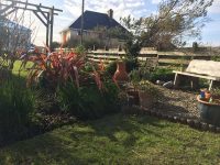 Spring Sunshine in the Garden
