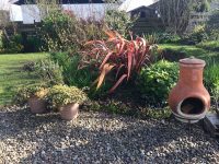 The Back Garden