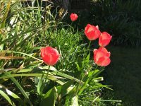 Tulips