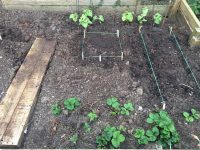 Veg Bed