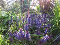 Ajuga