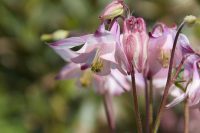 Aquilegia