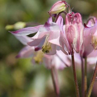 Aquilegia