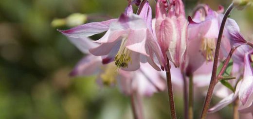 Aquilegia