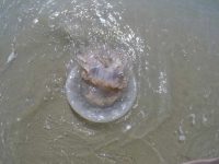 Barrel Jellyfish