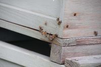 Bees