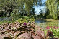 Bog Garden