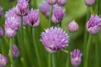 Chives