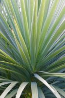 Cordyline