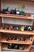 Cuttings and Seedlings