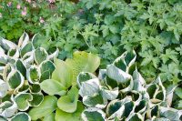 Foliage