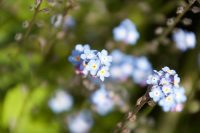 Forget-Me-Nots