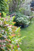 Garden Border