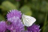 Green-veined White Butterfly
